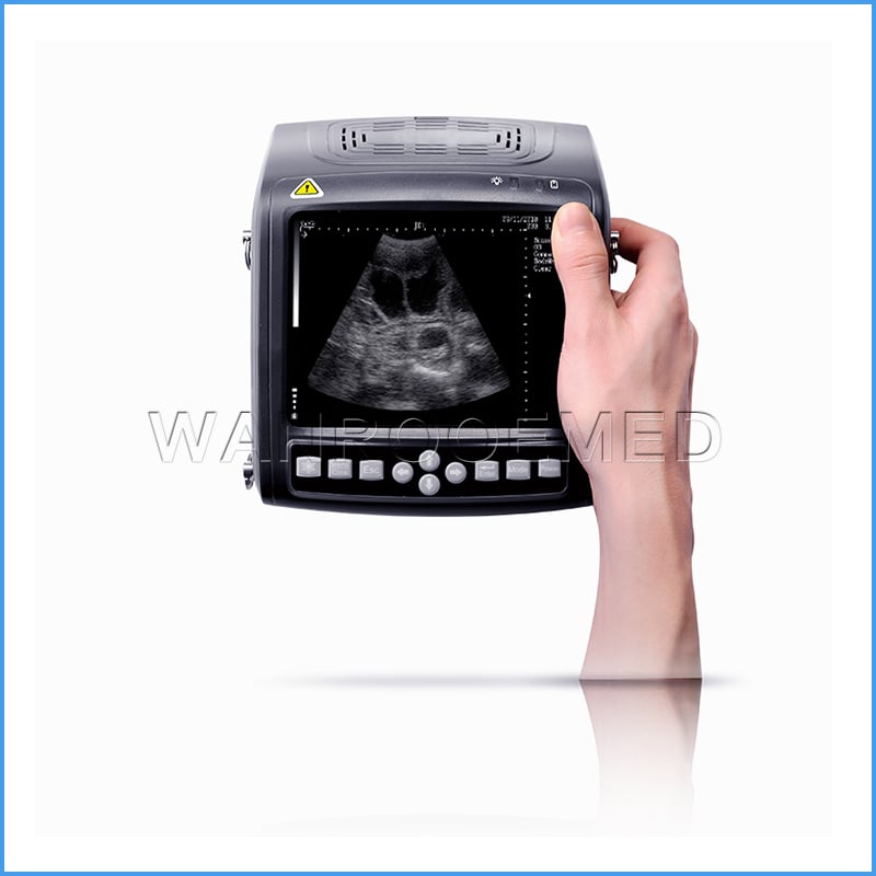Scanner à ultrasons vétérinaire vétérinaire Portable, Appareil à ultrasons  de Grossesse avec sonde Convexe 3,5 MHz 8 Champs de Couleur pour Moutons