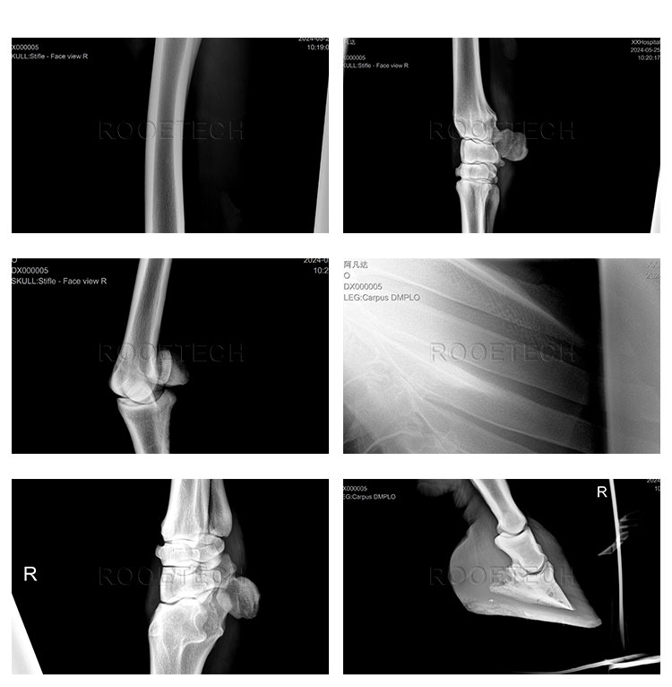 veterinary imaging equipment, digital radiography equipment veterinary imaging equipment, digital radiography equipment
